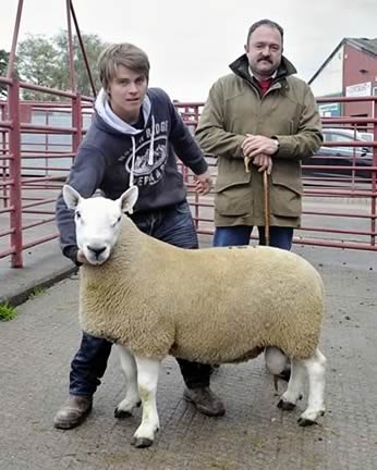 North Country Cheviot Ram